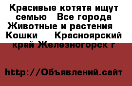 Красивые котята ищут семью - Все города Животные и растения » Кошки   . Красноярский край,Железногорск г.